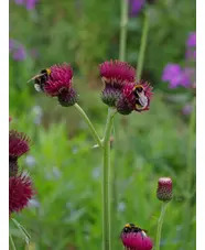 Cirsium rivulare 'Atropurpureum'