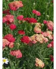 Achillea 'Fanal'