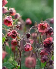 Geum rivale 'Leonard's Variety'