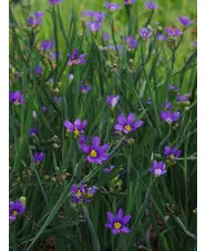 Sisyrinchium idahoense var. macounii 'Moody Blues' 