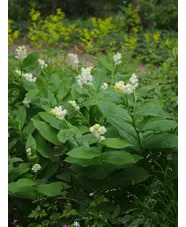 Maianthemum racemosum