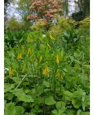 Uvularia grandiflora