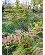 Sorbaria sorbifolia 'Sem'