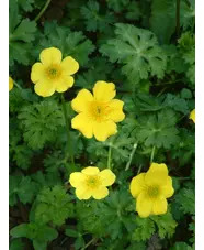 Trollius pumilus