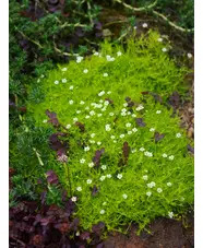 Sagina subulata var. glabrata 'Aurea'