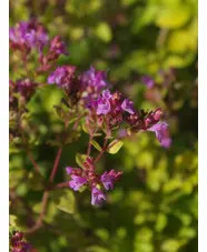 Origanum vulgare 'Pink Mist'