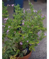 Pelargonium 'Rober's Lemon Rose'
