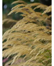 Stipa calamagrostis