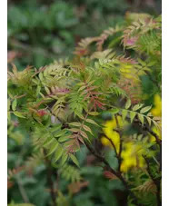 Sorbaria sorbifolia 'Sem'