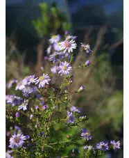 Symphyotrichum lateriflorum 'Dixter's Chloe'