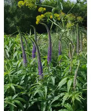 Veronicastrum sibiricum f. glabratum