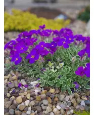 Aubrieta 'Silberrand'
