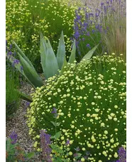 Santolina rosmarinifolia subsp. rosmarinifolia 'Primrose Gem'