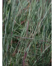 Schizachyrium scoparium