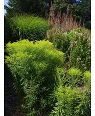 Solidago rugosa 'Loydser Crown'