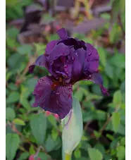 Iris 'Langport Wren'