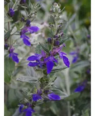 Teucrium fruticans 'Azureum'