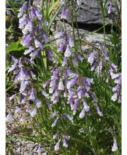 Penstemon hirsutus