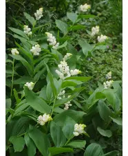 Maianthemum racemosum