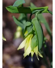 Uvularia grandiflora var. pallida