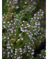 Herb - Thyme (Thymus vulgaris)