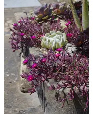 Delosperma Desert Dancers 'Purple'
