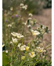 Eschscholzia californica pale cream form
