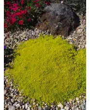 Sagina subulata var. glabrata 'Aurea'