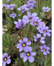 Sisyrinchium 'Californian Skies'