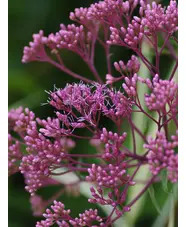 Eutrochium maculatum (Atropurpureum Group) 'Riesenschirm'