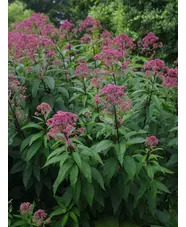 Eutrochium maculatum (Atropurpureum Group) 'Riesenschirm'