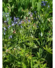 Geranium shensianum 1L (syn. refractum)