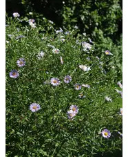 Symphyotrichum puniceum