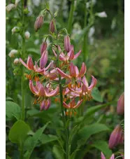Lilium martagon