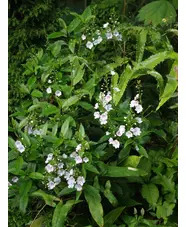 Veronica catarractae 'Avalanche'
