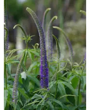 Veronicastrum sibiricum f. glabratum