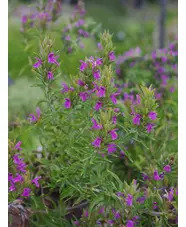 Thymbra spicata
