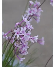 Tulbaghia 'Purple Eye'