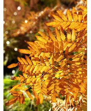 Osmunda regalis