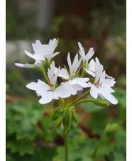 Pelargonium 'Arctic Star'