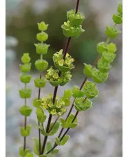 Sideritis cypria