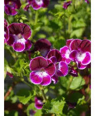 Pelargonium 'Black Knight'
