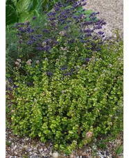 Origanum vulgare 'Aureum Crispum'
