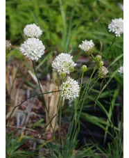 Armeria sancta