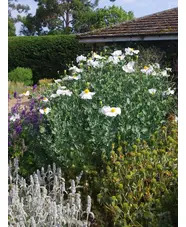 Romneya coulteri