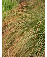 Carex testacea