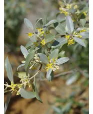 Elaeagnus 'Quicksilver'