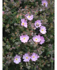 Cistus x skanbergii