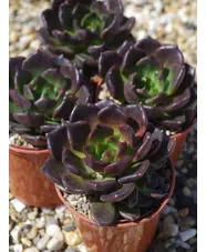 Echeveria 'Black Knight'