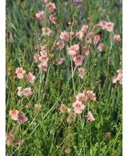 Diascia barbarae 'Blackthorn Apricot'
